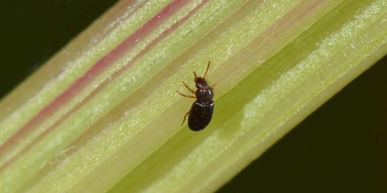 Piccolino in cerca di famiglia:  Myrmechixenus subterraneus (Tenebrionidae)